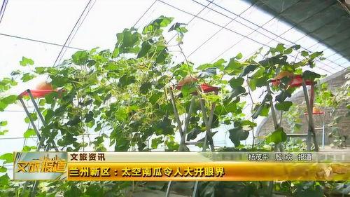 新瓜最新爆料兰州,揭秘城市背后的故事与秘密  第2张